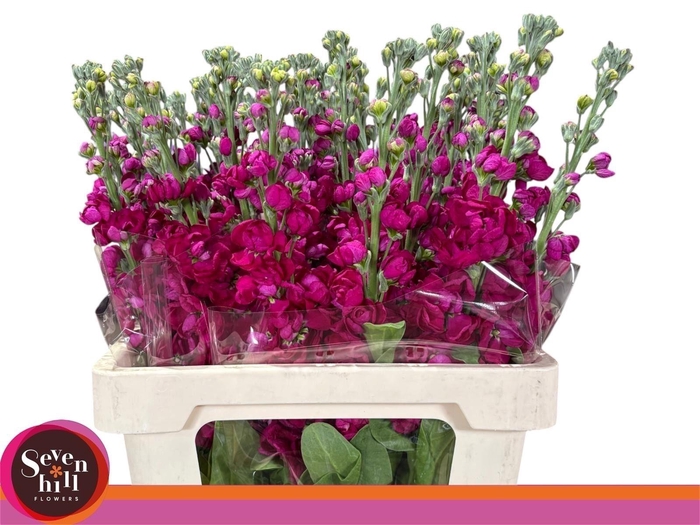 <h4>VIOLIER FRANCESCA</h4>