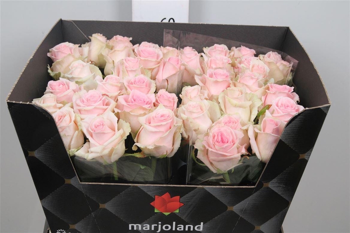 <h4>R Gr Sweet Dolomiti</h4>