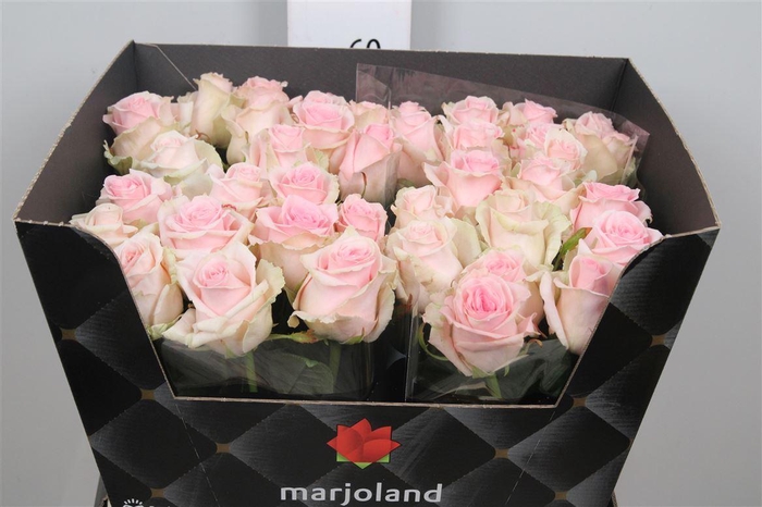 <h4>R Gr Sweet Dolomiti</h4>