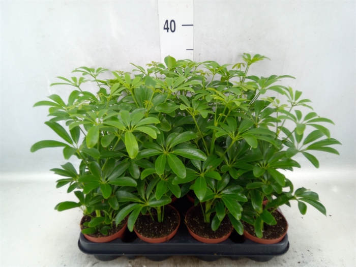 <h4>Schefflera arbor. 'Luseana'</h4>