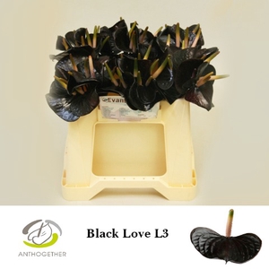 Anthurium Black Love