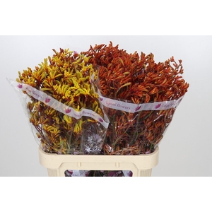 Anigozanthos Kangaroo Paw Mixed
