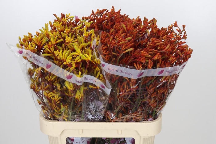 <h4>Anigozanthos Kangaroo Paw Mixed</h4>