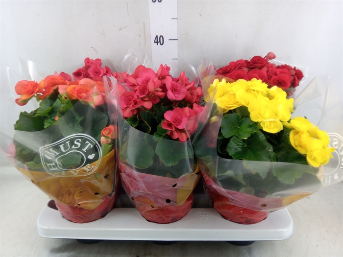 <h4>Begonia elat. DU   ...mix</h4>