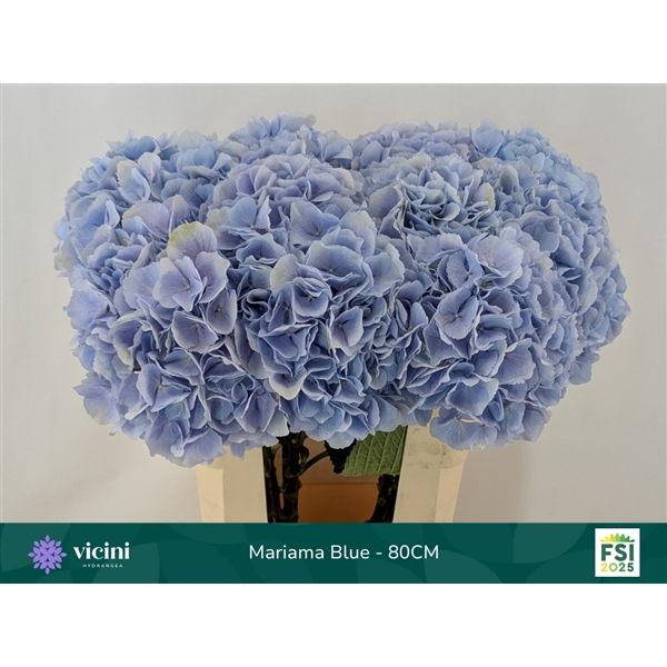 <h4>Hydr Mariama Blue 80 cm Vicini</h4>