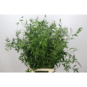 Ruscus Italia Long x3