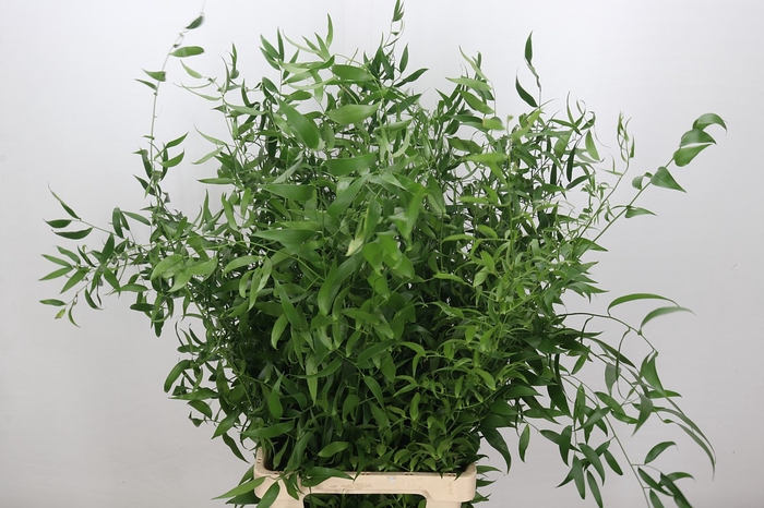 <h4>Ruscus Italia Long x3</h4>