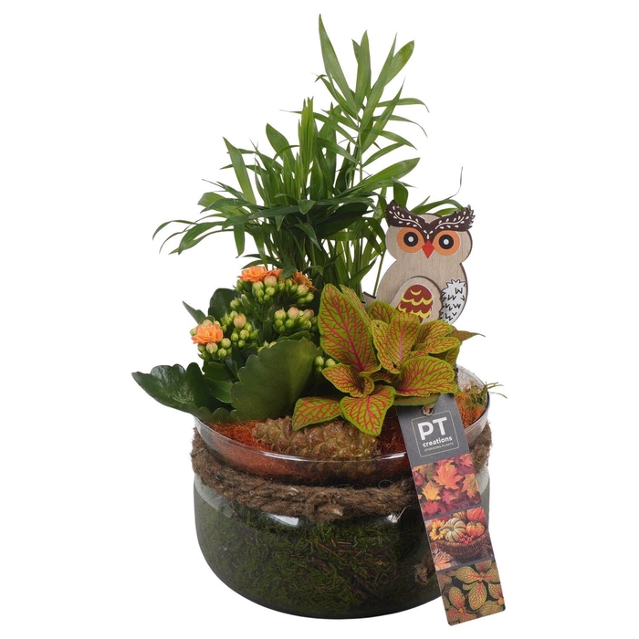 <h4>Arr.   Planten L%</h4>