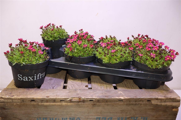 <h4>arr8 Saxif Ar Marto Rose</h4>