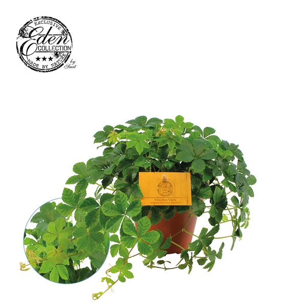 <h4>Parthenocissus Striata 12cm</h4>