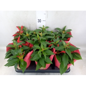 Aeschynanthus   ...