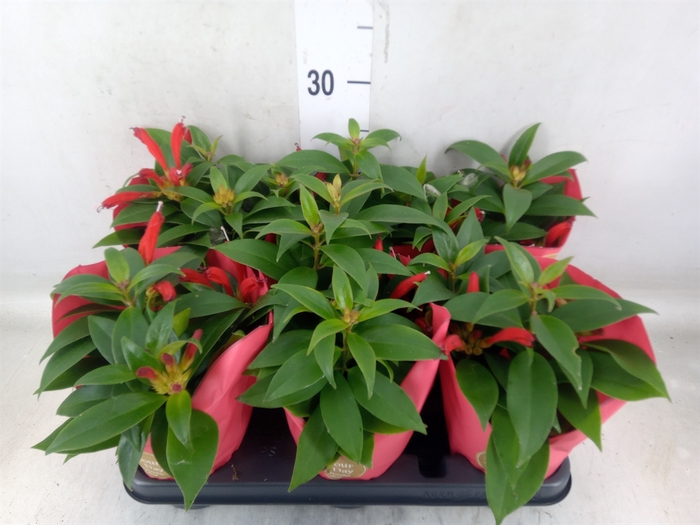 <h4>Aeschynanthus   ...</h4>