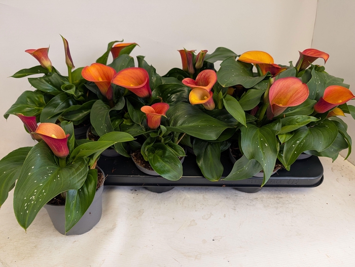 <h4>ZANT MORNING SUN</h4>