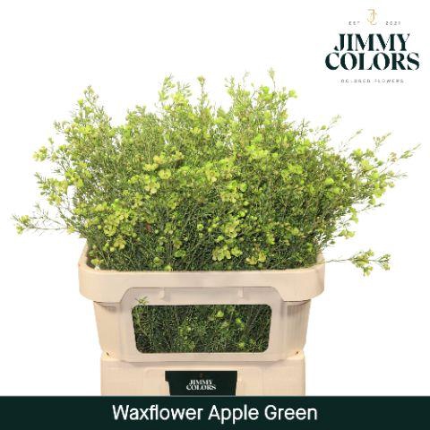 <h4>Waxflower premium L80 Apple Green</h4>