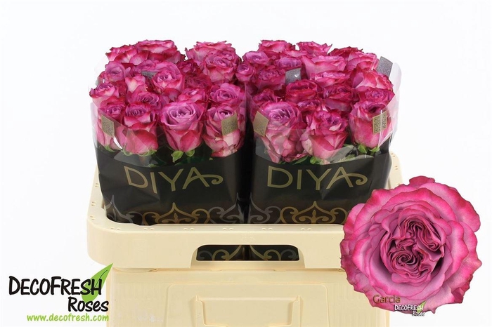 <h4>R Gr Garcia</h4>