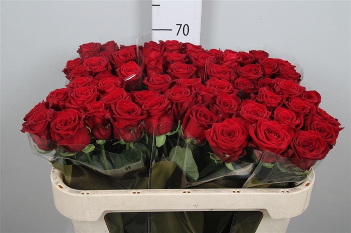 <h4>R Gr Red Naomi!</h4>