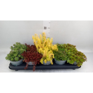 Sedum   ...