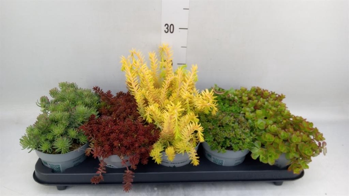 <h4>Sedum   ...</h4>