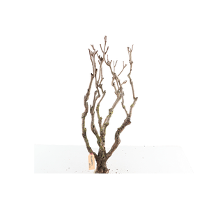 Syringa Branch Extra Quarton