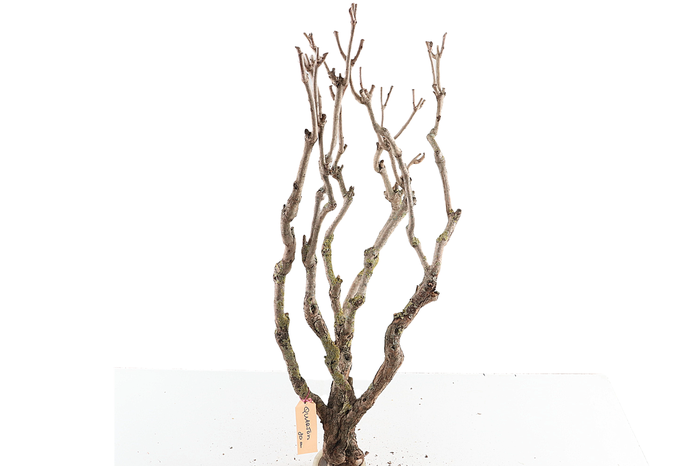 <h4>Syringa Branch Extra Quarton</h4>