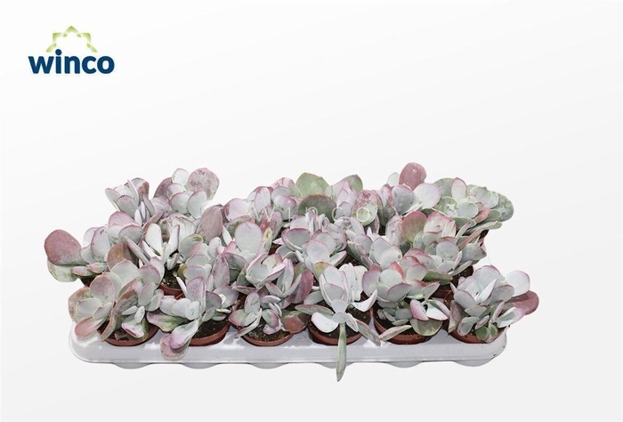 Cotyledon Ssp.(pink Leaf)