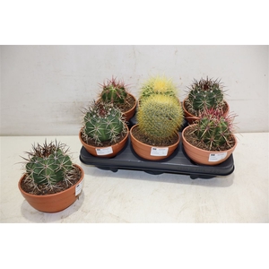 Cactus Ov