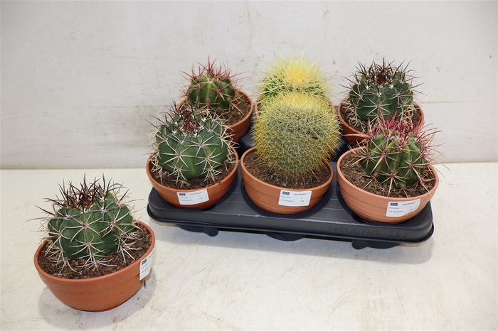 <h4>Cactus Ov</h4>