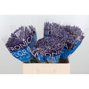 Veron Smart Fountain Spray