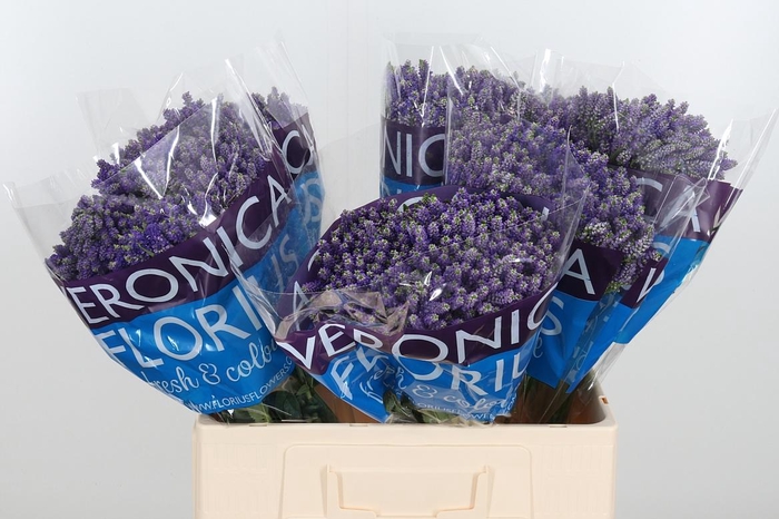 <h4>Veron Smart Fountain Spray</h4>