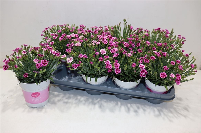 <h4>Dian Di Pink Kisses</h4>