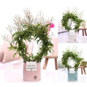 Jasminum Poly. ( 200+ knop) in P&PURE zinc pot Louise 4 ass.3