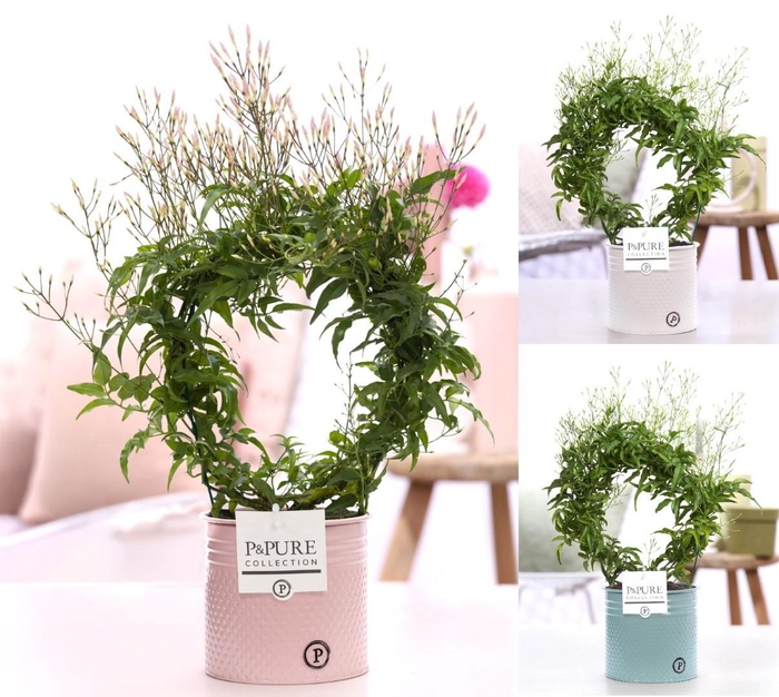 <h4>Jasminum Poly. ( 200+ knop) in P&PURE zinc pot Louise 4 ass.3</h4>