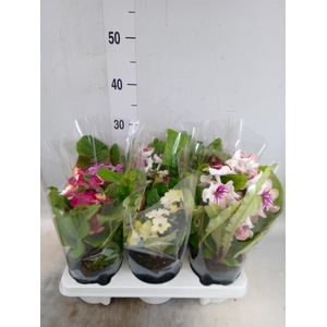 Streptocarpus   ...mix