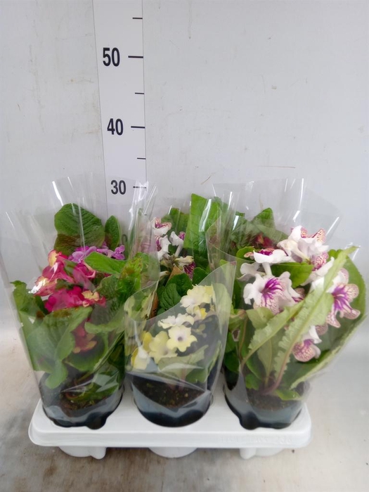 <h4>Streptocarpus   ...mix</h4>