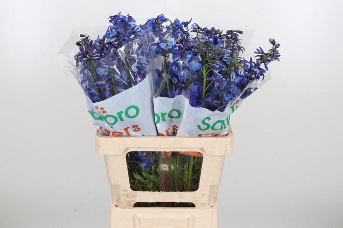 <h4>Delph En Donna</h4>