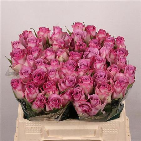 <h4>R Gr Thriller</h4>