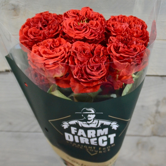 <h4>R GR RED EYE</h4>