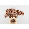 Stick Dahlia Sweet Copper