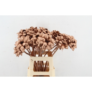 Stick Dahlia Sweet Copper