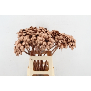 Stick Dahlia Sweet Copper