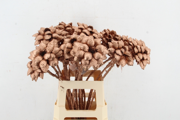Stick Dahlia Sweet Copper