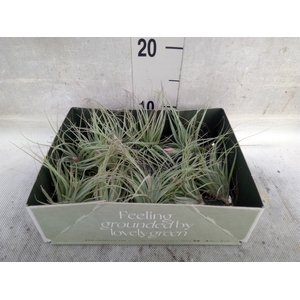 Tillandsia