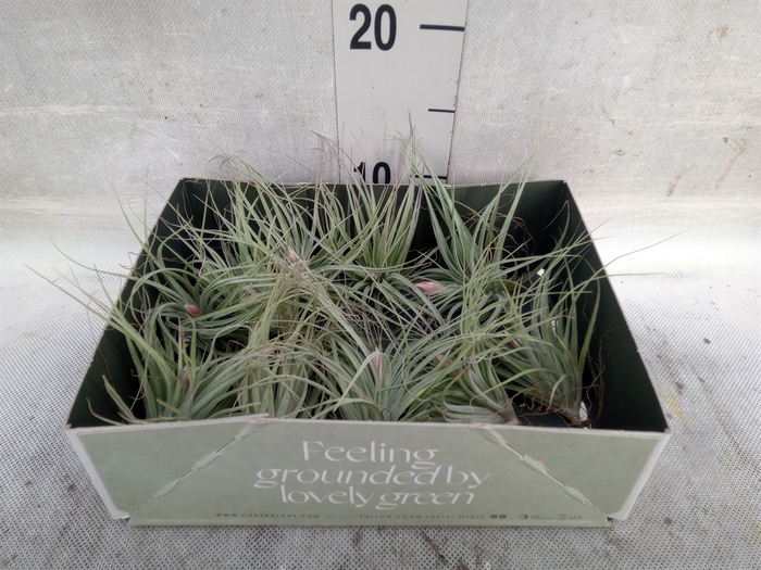 Tillandsia