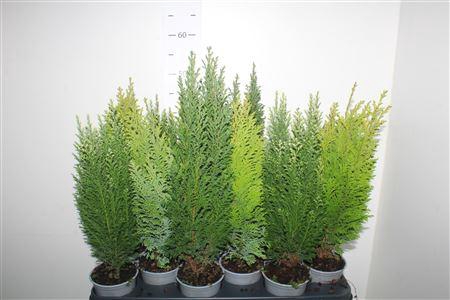 <h4>Coniferen Gem</h4>