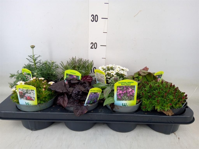 <h4>Vaste pltn   ...mix 6  [Perennials]</h4>