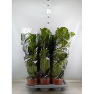 Ficus lyrata