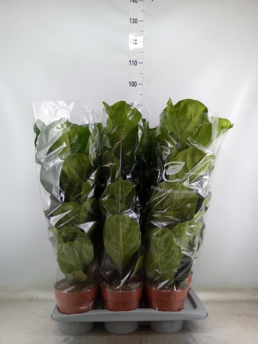 <h4>Ficus lyrata</h4>