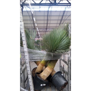 Yucca rostrata