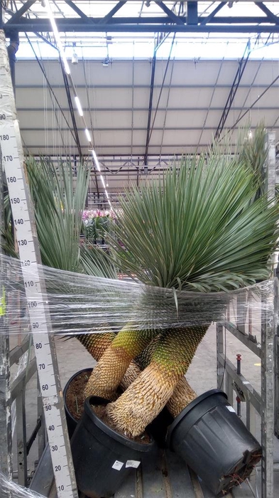 <h4>Yucca rostrata</h4>