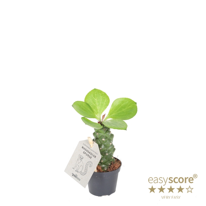 <h4>EUPHORBIA RITCHIEI P6 LEAF</h4>